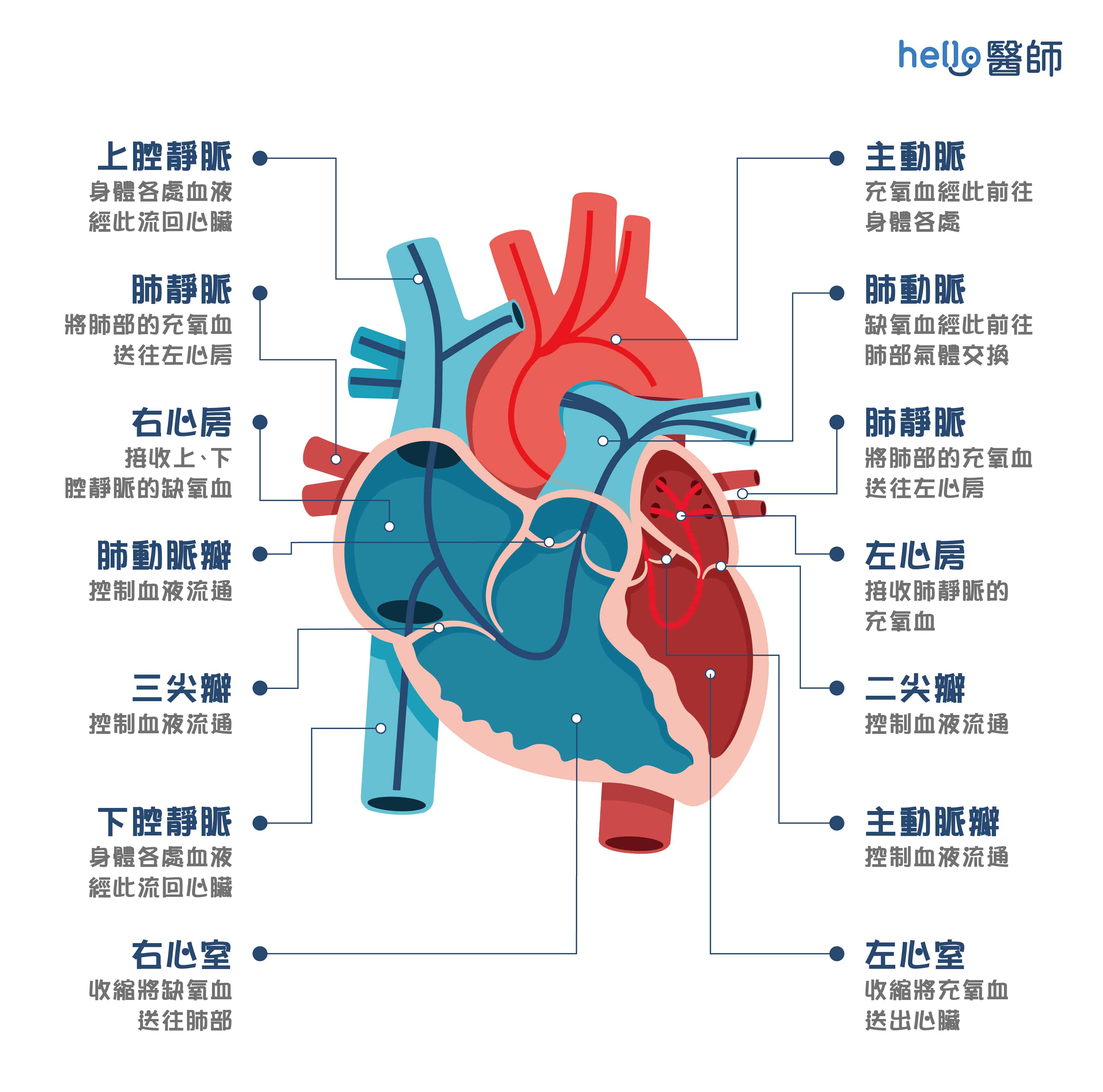 心臟構造